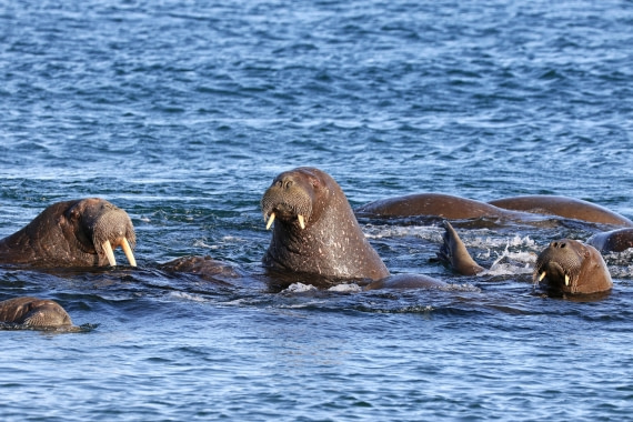 Walrus - watching tourists on the beach
