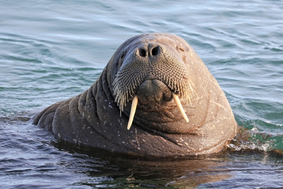 Walrus - Kiss me