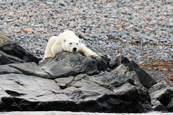 polar bear - hang loose 2