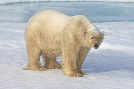 Polar bear in pack ice 1