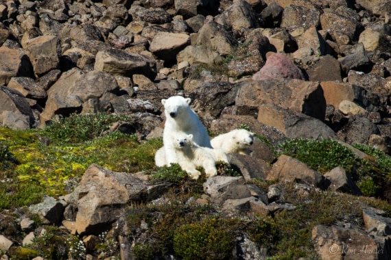 Polar Bear & Cubs Greenland 2