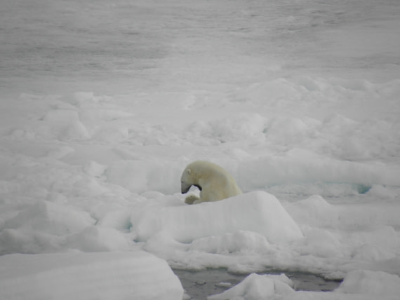 Yawning polar bear