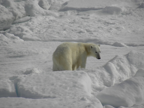 Polar bear