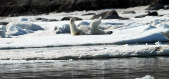 Polar Bears