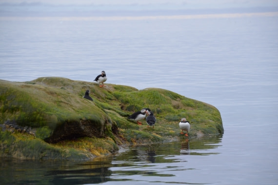 puffins
