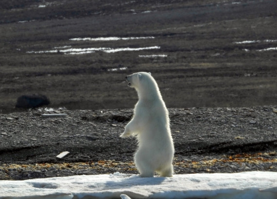 Polar Bear