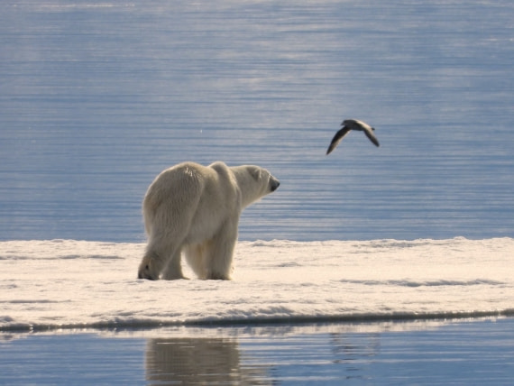Polar Bear