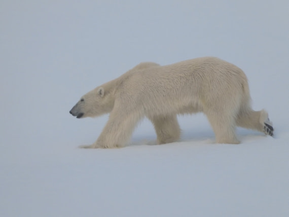 Polar Bear