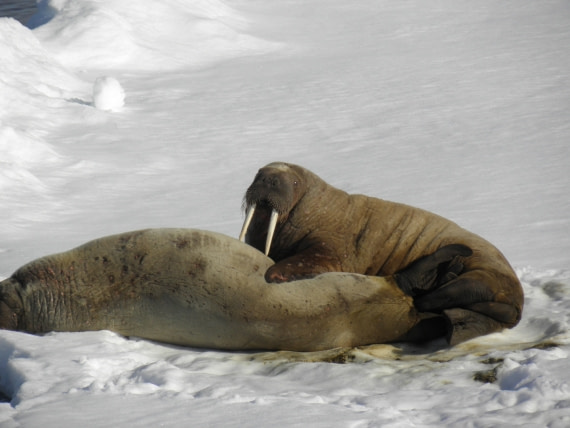 Walrus