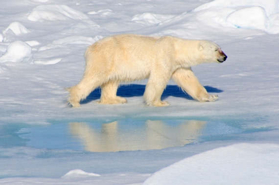 Polar bear patrolling the ice
