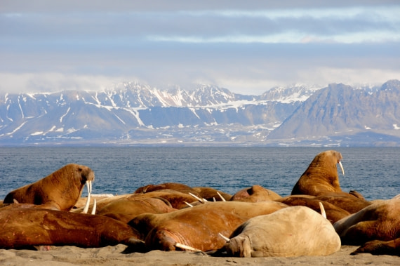 Walruses at Poolepynten