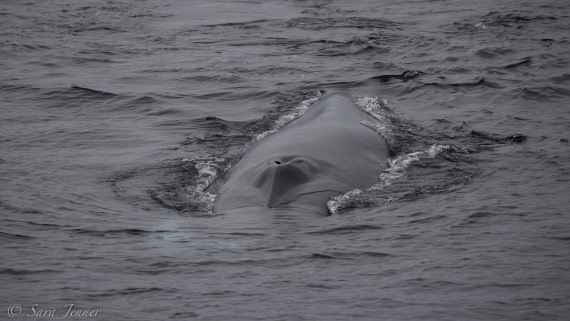 Fin Whale © Sara Jenner - Oceanwide Expeditions