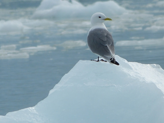 ocell (Kittiwake)