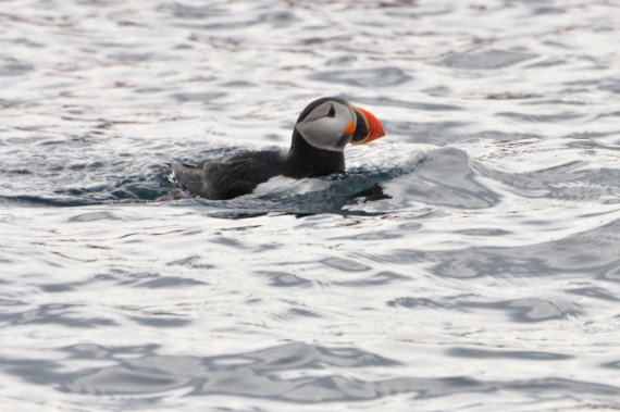 Puffin