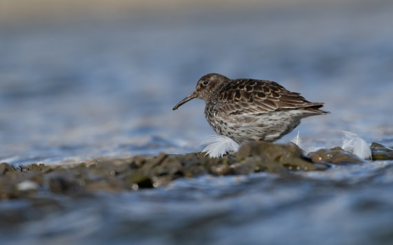 Paarse Strandloper