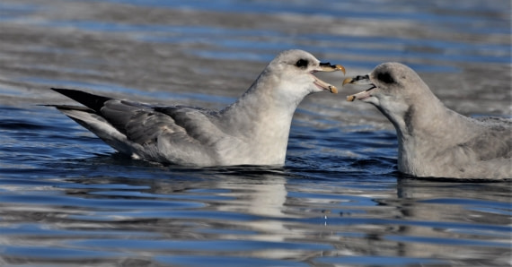 Arctic wildlife