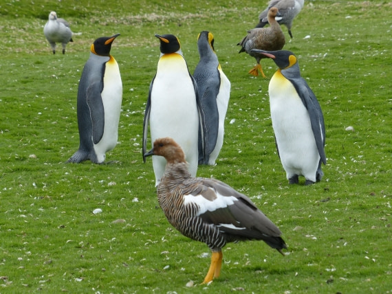 Wildlife