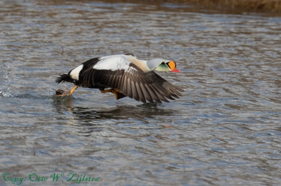 Koningseider (Kingseider male)
