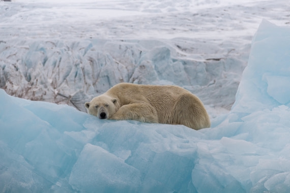 Sleepy Polar bear