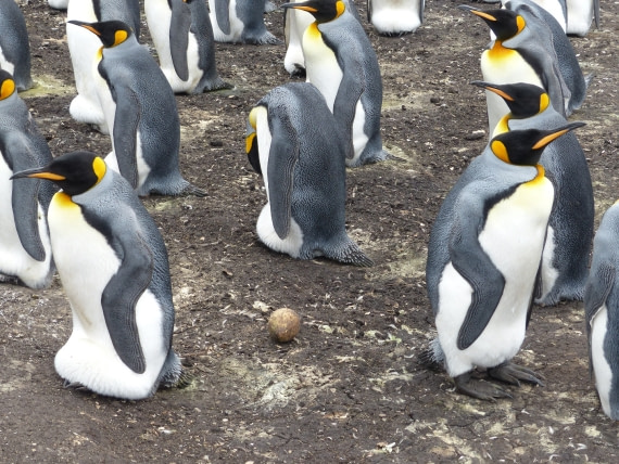 Lost egg
