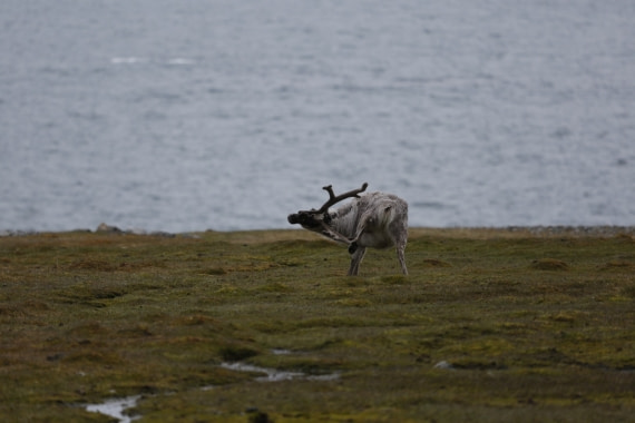 Reindeer Itch