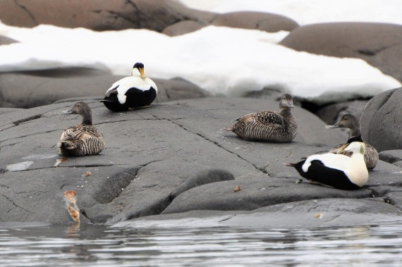 Anaguets (Eider ducks)