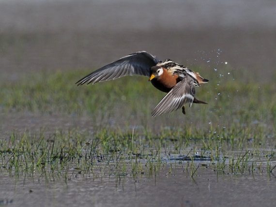 Red Phalarope