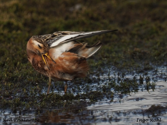 Red Phalarope 3