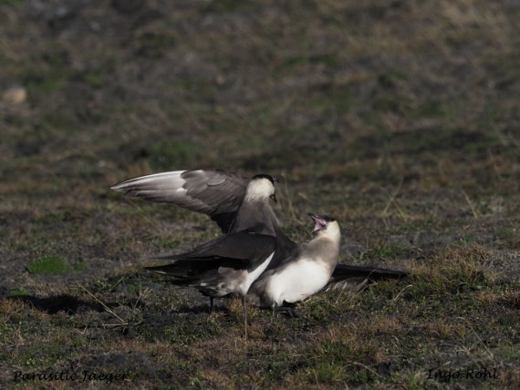 Parasitic Jaeger | Arctic Skua