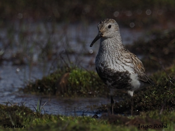 Dunlin