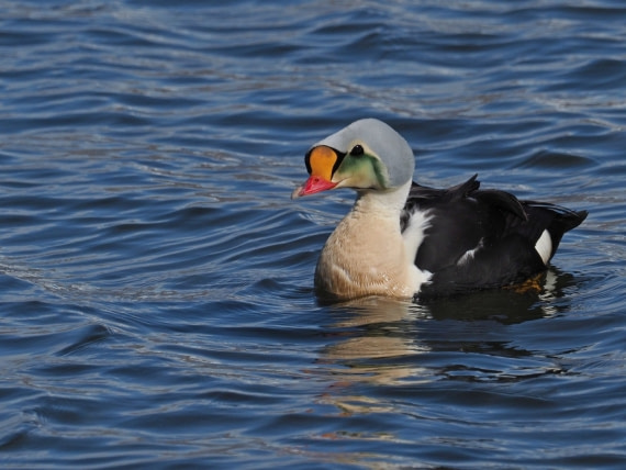 King Eider