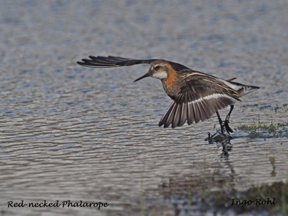 Red-necked Phalarope 2