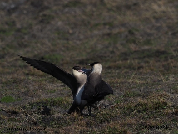 Parasitic Jaeger | Arctic Skua