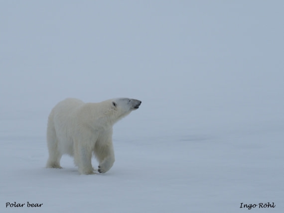 Polar bear 2