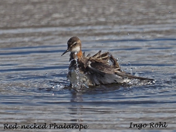 Red-necked Phalarope
