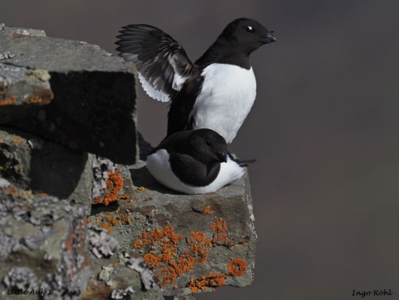 Little Auk 1