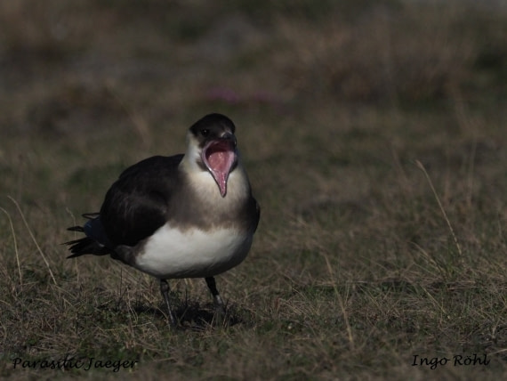 Parasitic Jaeger | Arctic Skua