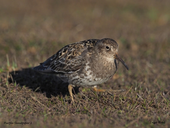 Purple Sandpiper 2