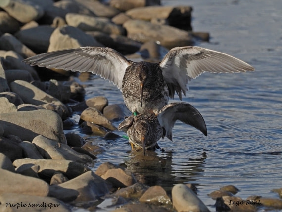 Purple Sandpiper