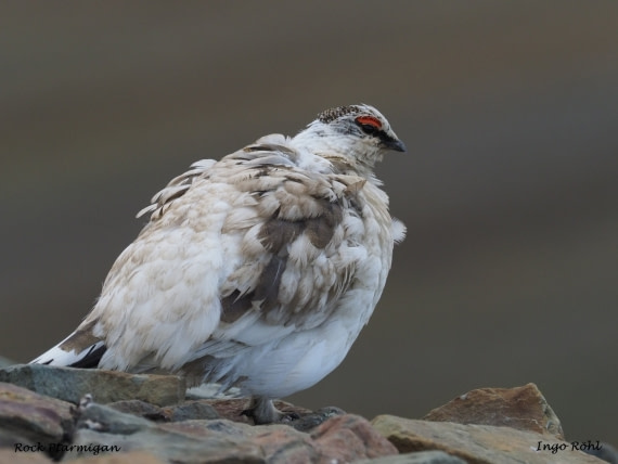 Rock Ptarmigan