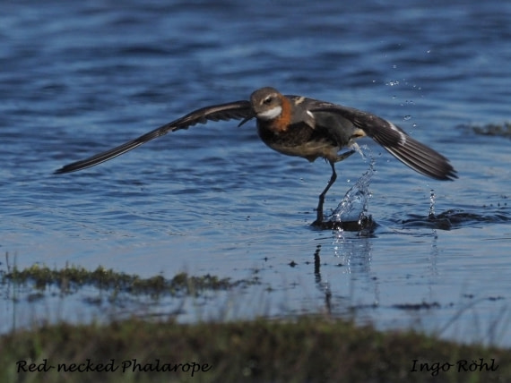 Red-necked Phalarope 4