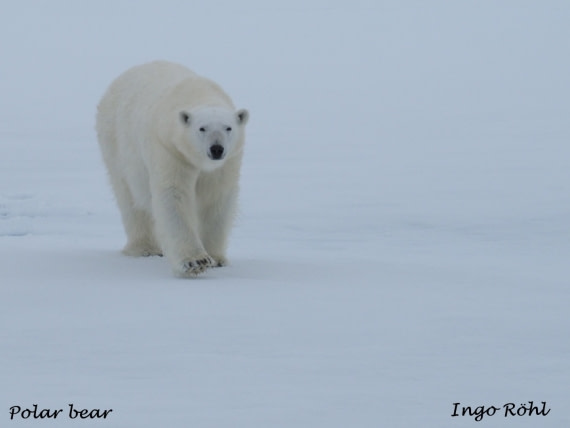 Polar bear 1