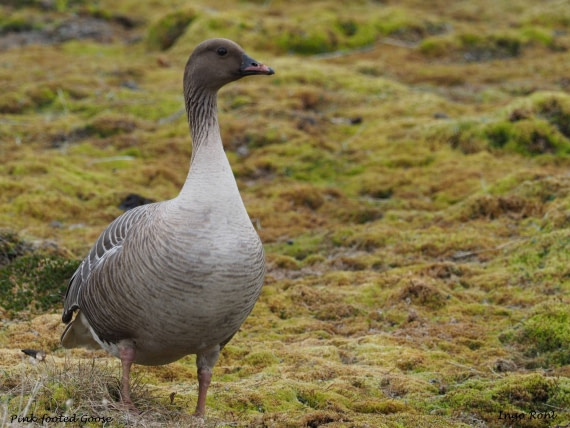 Pink - footed Goose