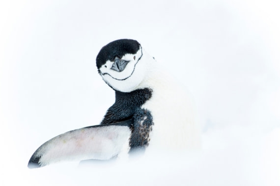 Snow white Chinstrap penguin