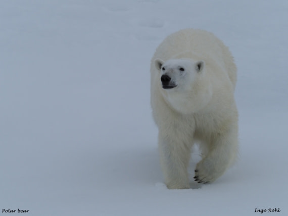 Polar bear 11