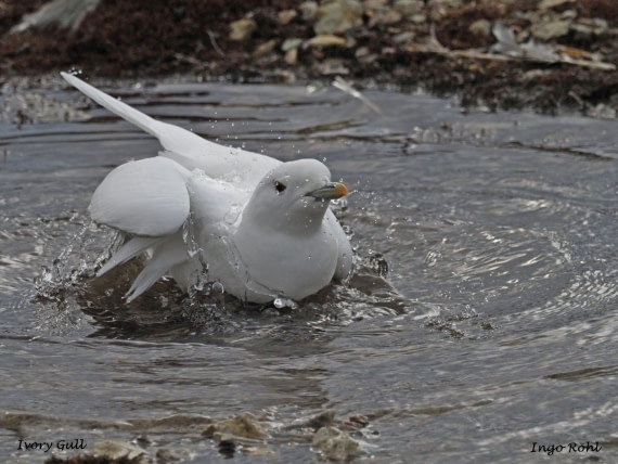 Ivory Gull