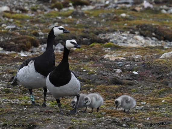 Barnacle Goose 1