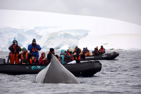 Whale Encounter