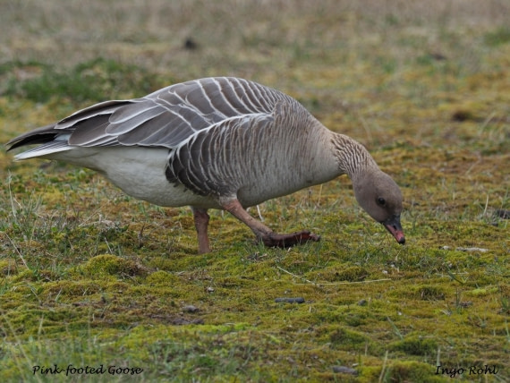 Pink-footed Goose