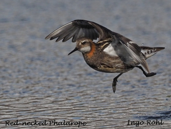 Red-necked Phalarope 3